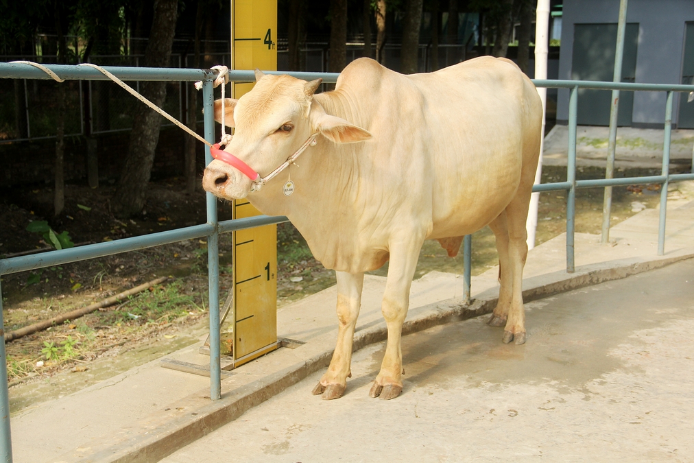 Male - Bull (ষাঁড়)